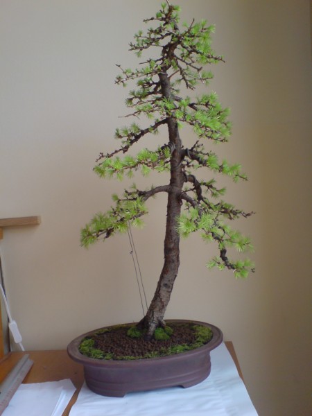 We wlasciwszej donicy:)