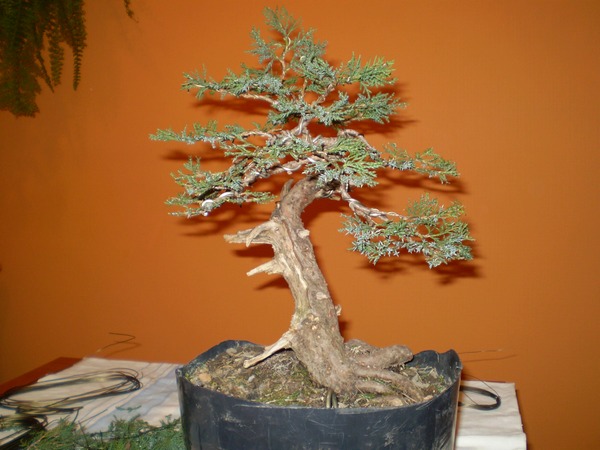 03 - zadrutowany.jpg