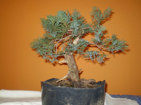 02 - po zdjęciu drutów.jpg