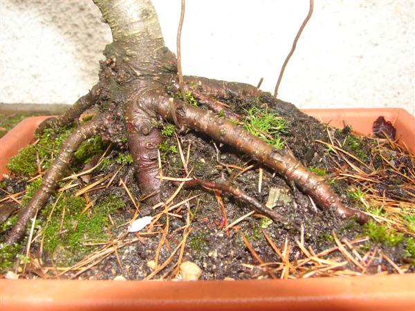 bonsai 061 (Custom).jpg