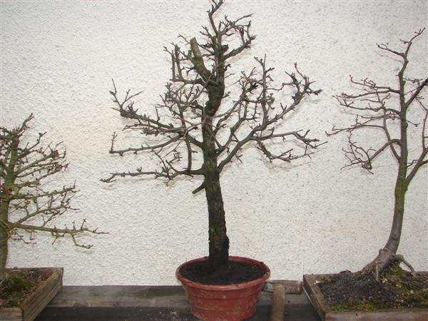 bonsai 053 (Custom).jpg