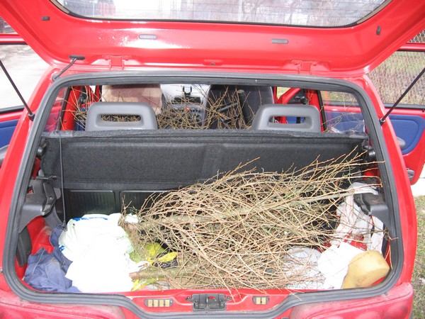 modrzewie w aucie.jpg