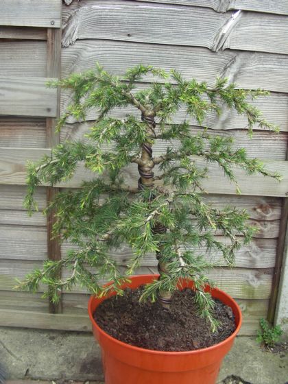 Cedr - strona tylnia