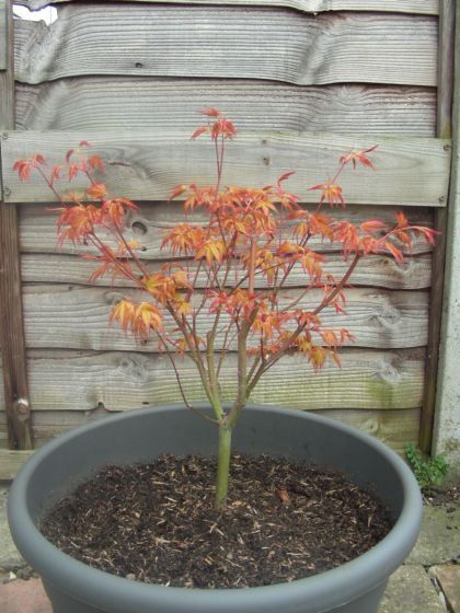 Klon - kupilem ale nie mam koncepcji