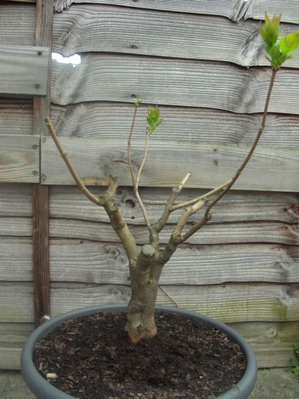 Bez pospolity - po silnym cieciu