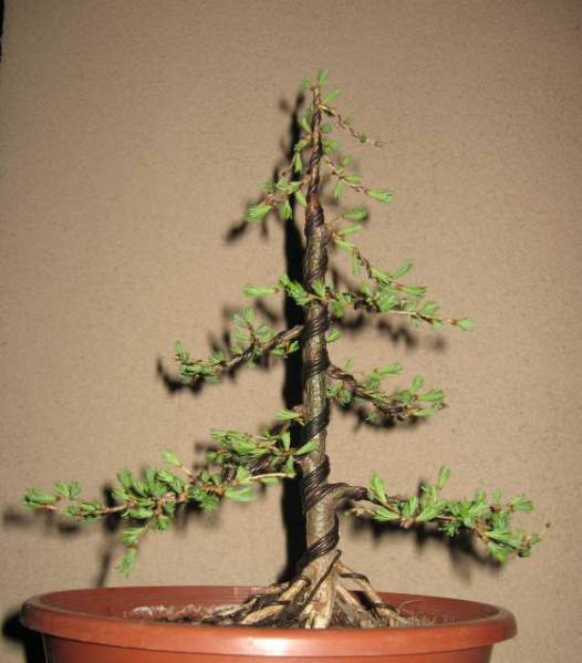 po pierwszym formowaniu