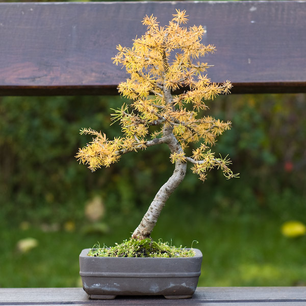 larix-2008-10_02.jpg