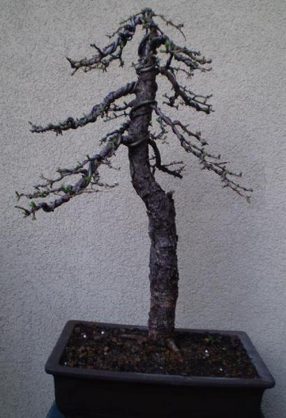 modrin, mordin 2.jpg