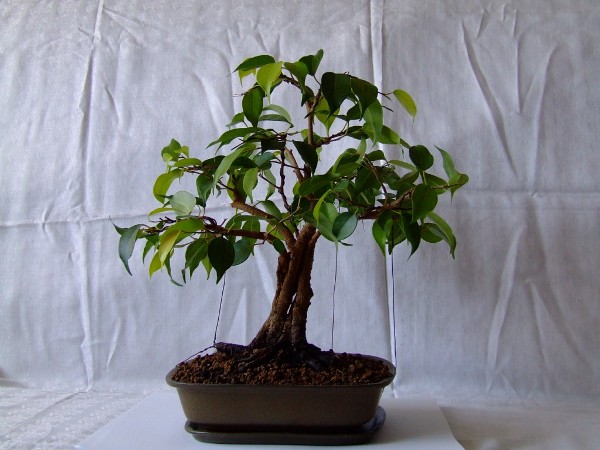 Front i forma na dzien dzisiajszy!:-)