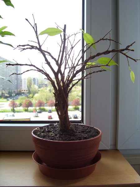 Stan drzewka w Kwietniu 2008