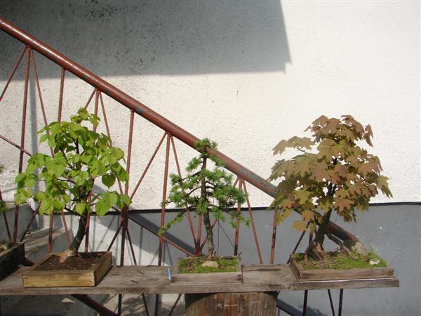 bonsai 076 (Custom).jpg