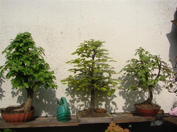 bonsai 078 (Custom).jpg