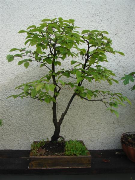 bonsai 007 (Custom).jpg