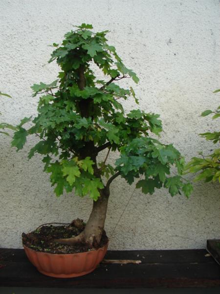 bonsai 008 (Custom).jpg