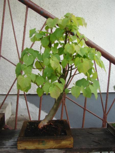 bonsai 010 (Custom).jpg