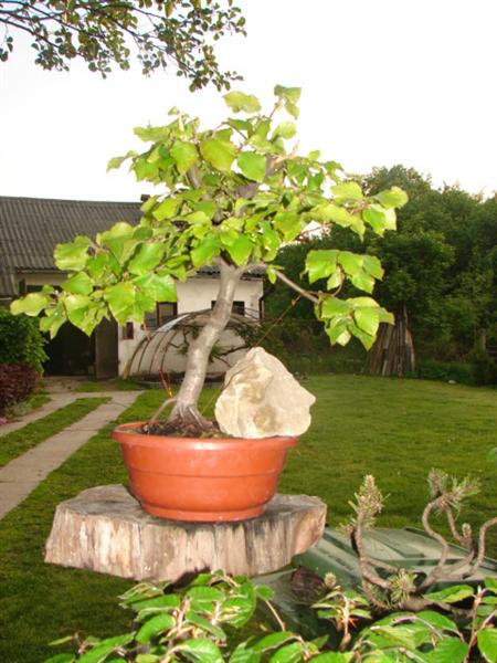 bonsai 011 (Custom).jpg