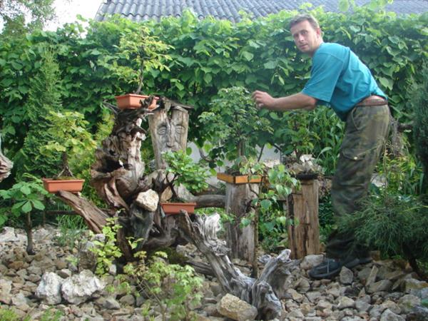 bonsai 025 (Custom).jpg