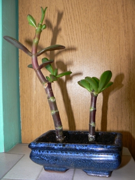 grubosz 04.06.2007.JPG