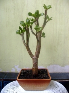 Grubosz 19.05.2009.JPG