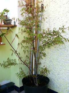 klon palmowy 25.04.2007.JPG