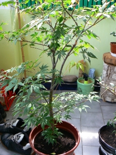 klon palmowy 20.08.2007.JPG