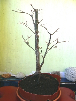 klon palmowy 21.10.2008.JPG