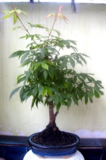 klon palmowy 19.05.2009.JPG