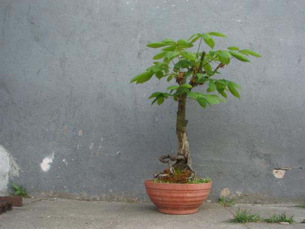 bonsai 783 (Custom).jpg