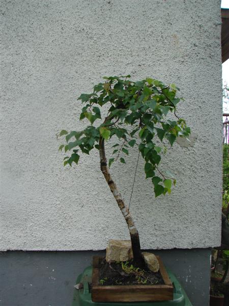 bonsai 808 (Custom).jpg