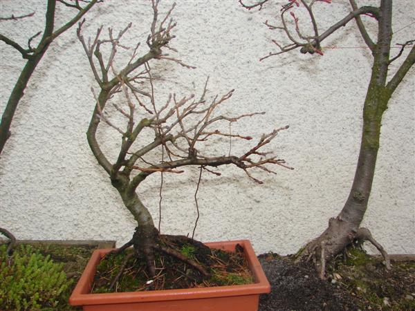 bonsai 060 (Custom).jpg