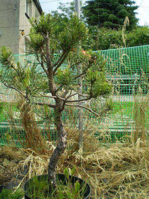 Troche późna pora na skubanie świeczek - ale skubać trzeba ...