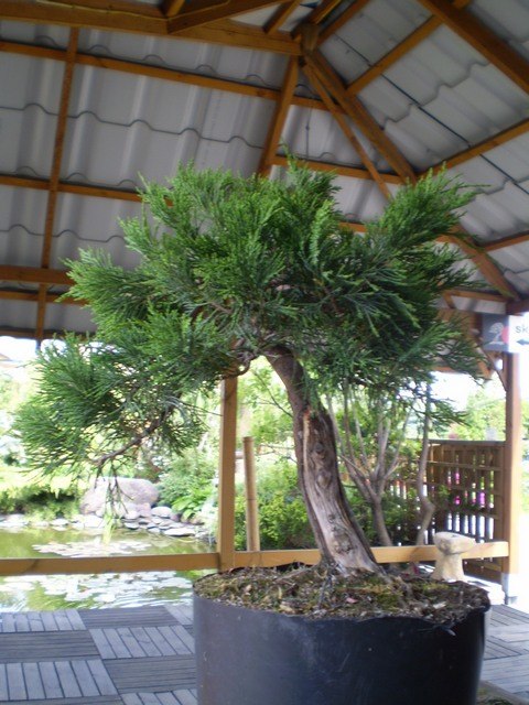 zarośnięte oczyścić, oskubać