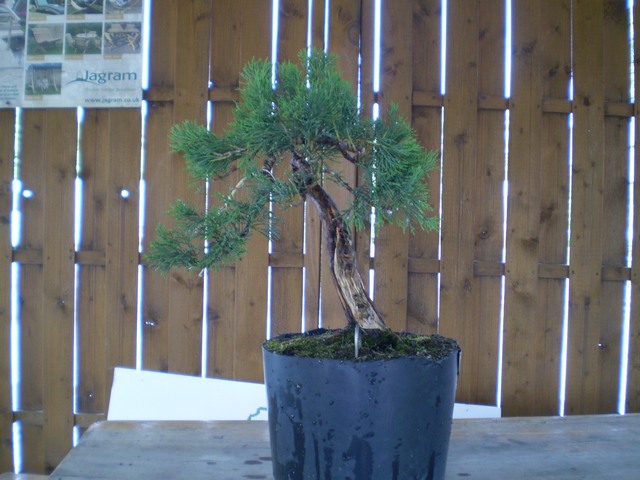 zamiast skubać można do wody z glonojadami