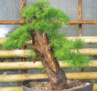 Wczoraj z Tomkiem Sobczakiem przycielismy wszystkie nasze rosliny. Relacje beda jak znajdziemy troszke czasu zeby o tym napisac.