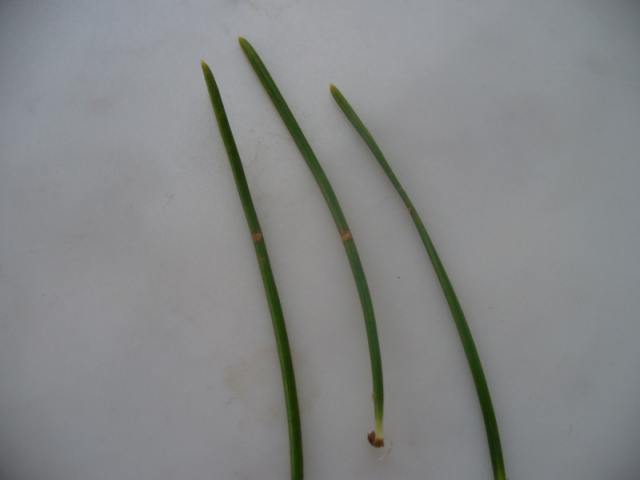 Proszę spojrzeć na cętke w środku igły