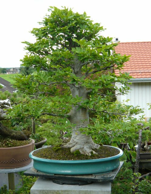 Lisciasty 4 2009.jpg