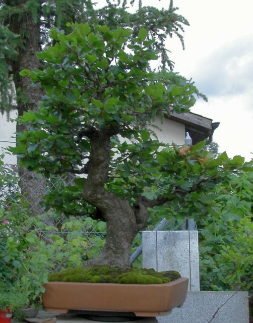 Lisciasty 1 2009r.jpg