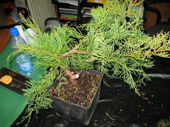 drzewko po pierwszym cięciu