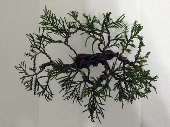 zdjęcie rozłożenia gałęzi z góry