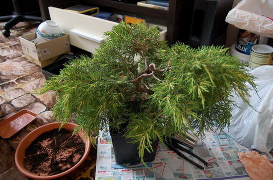 zdjęcie zarośniętego drzewka dzisiaj