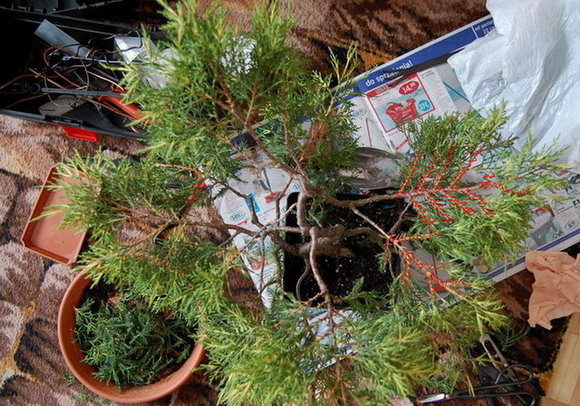 drzewo po uszczykiwaniu