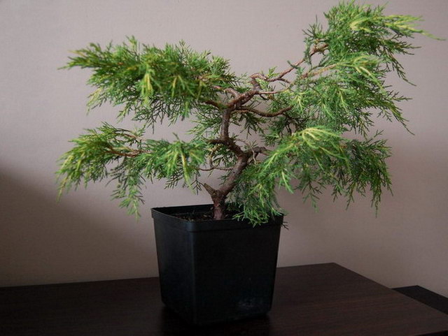 drzewo przygotowane do formowania