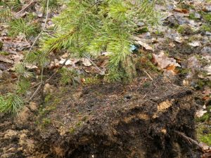 efekt rocznego podkopywania