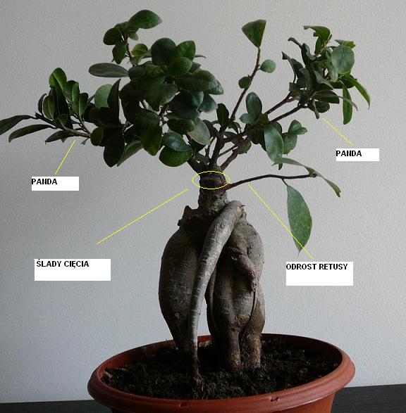 Bonsai.jpg