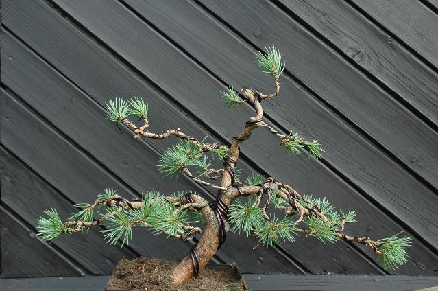 widok po pierwszym formowaniu 08_2009 od tyłu