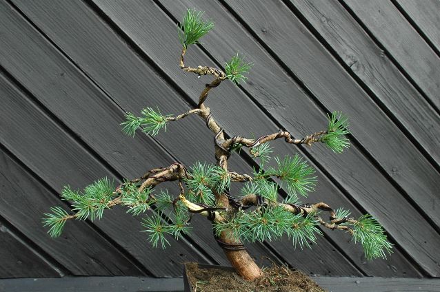 widok po pierwszym formowaniu 08_2009 od frontu