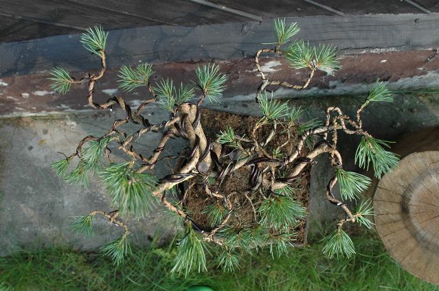 widok po pierwszym formowaniu 08_2009 z góry