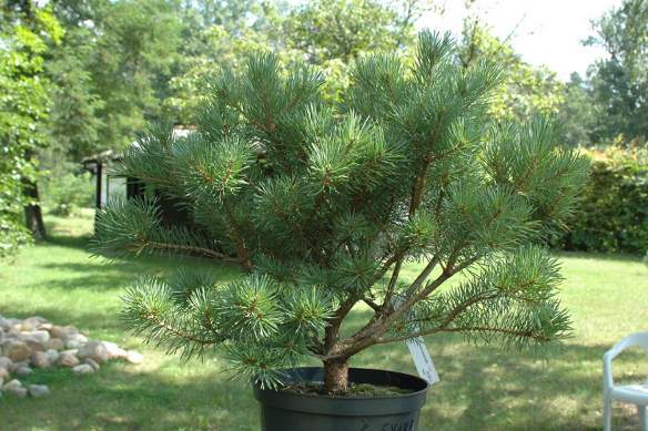 widok przed formowaniem