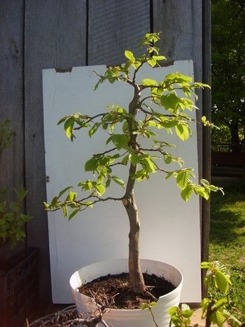 wykopane wiosną 2008