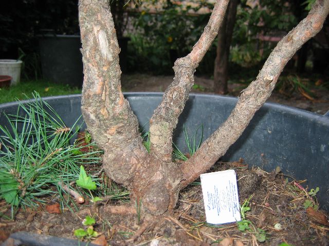 wystawa zielen to zycie 2009 033.jpg